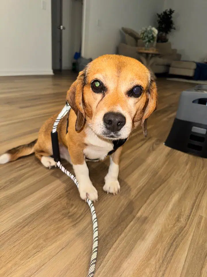 Murphy - Beagle