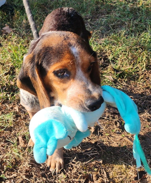Betty Jo - Adoption Pending