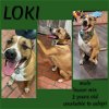 adoptable Dog in  named LOKI