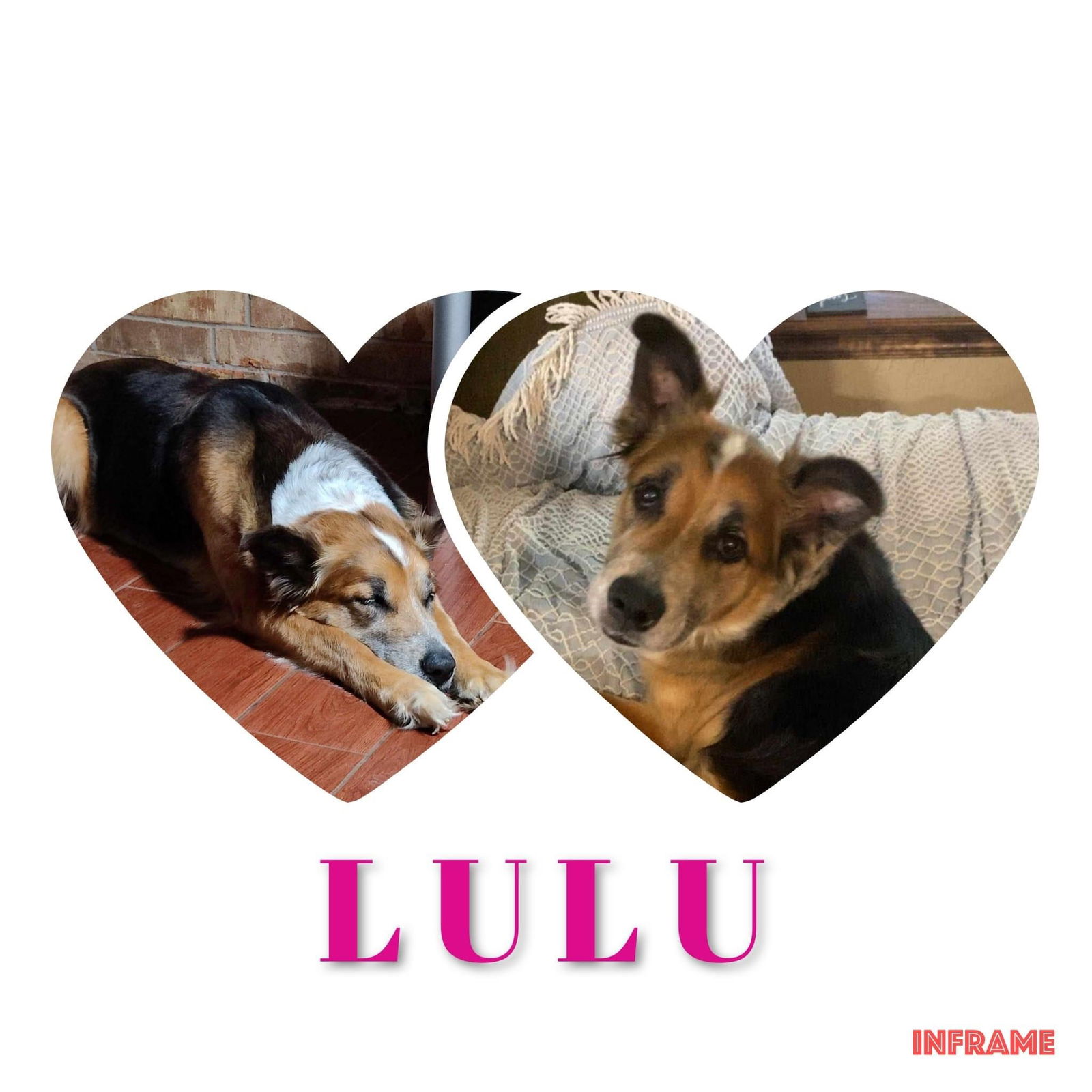 adoptable Dog in Lawton, OK named LULU