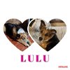 adoptable Dog in lawton, OK named LULU