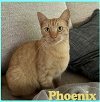 adoptable Cat in , OK named PHOENIX