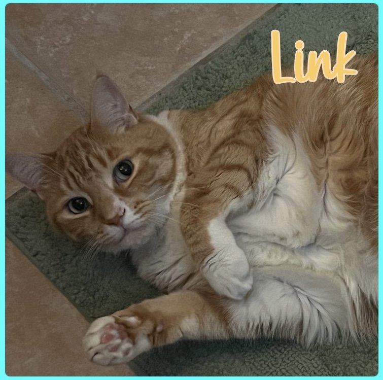 adoptable Cat in Lawton, OK named LINK