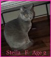 adoptable Cat in , OK named STELLA