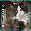 adoptable Cat in lawton, OK named CASSIAN