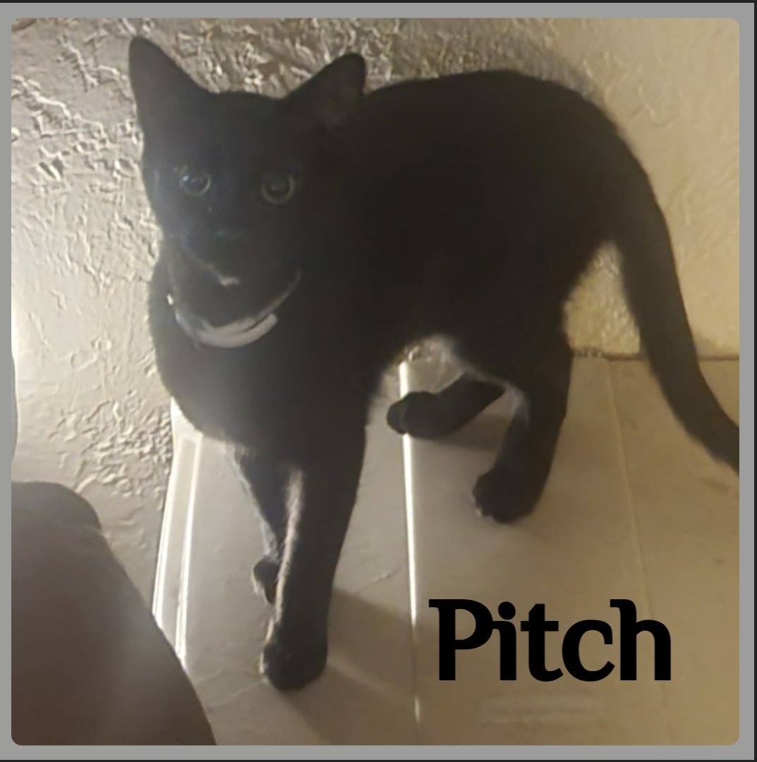 adoptable Cat in Lawton, OK named PITCH