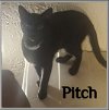 adoptable Cat in , OK named PITCH