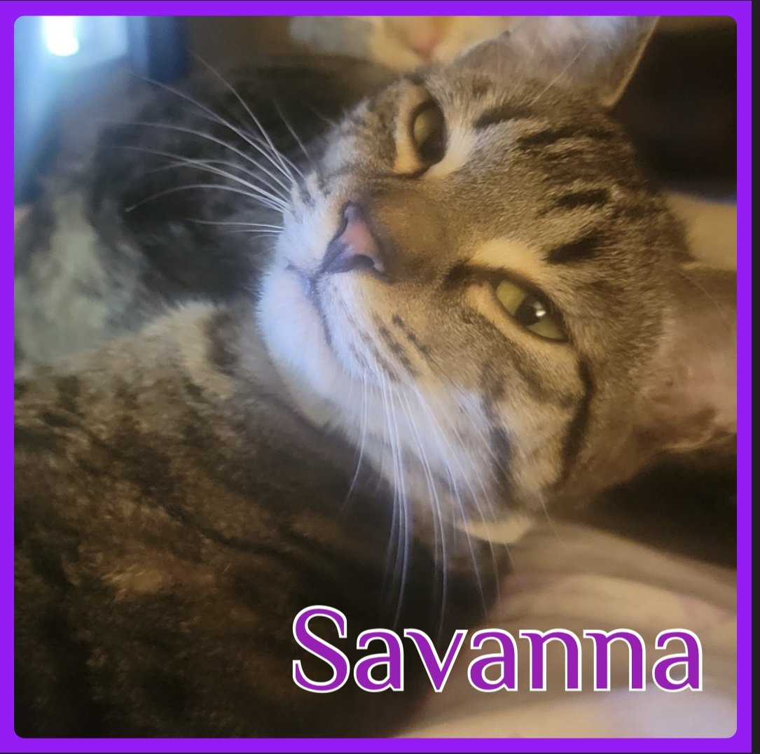 adoptable Cat in Lawton, OK named SAVANNA