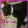 adoptable Cat in , OK named SHALIMAR
