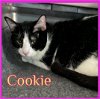 adoptable Cat in lawton, OK named COOKIE