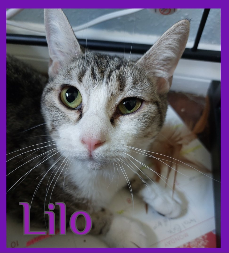 adoptable Cat in Lawton, OK named LILO