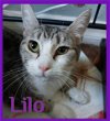 adoptable Cat in lawton, OK named LILO