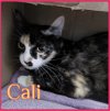 adoptable Cat in lawton, OK named CALI