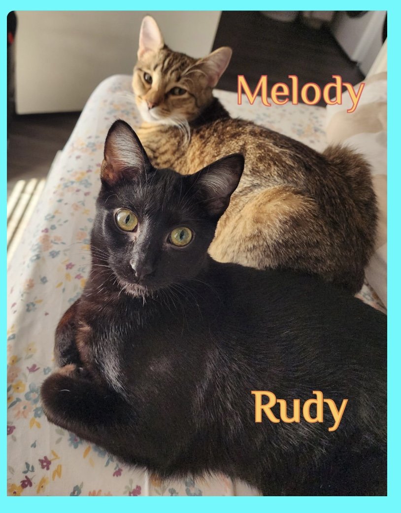 adoptable Cat in Lawton, OK named RUDY
