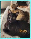 adoptable Cat in , OK named RUDY
