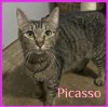 adoptable Cat in lawton, OK named PICASSO