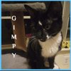 adoptable Cat in lawton, OK named GIMPY