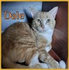 adoptable Cat in lawton, OK named DALE