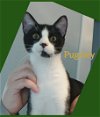 adoptable Cat in lawton, OK named PUGSLEY