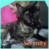 adoptable Cat in lawton, OK named SERENITY