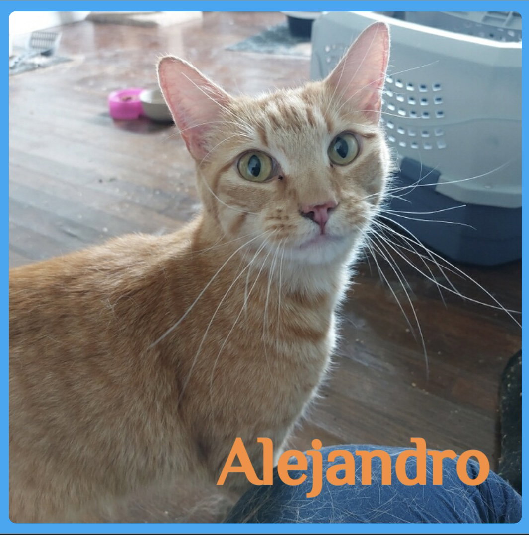 Cat adoption in Lawton, OK 73505: Tabby (short coat) Cat 