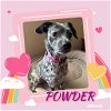 adoptable Dog in , OK named POWDER