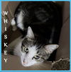 adoptable Cat in , OK named WHISKEY