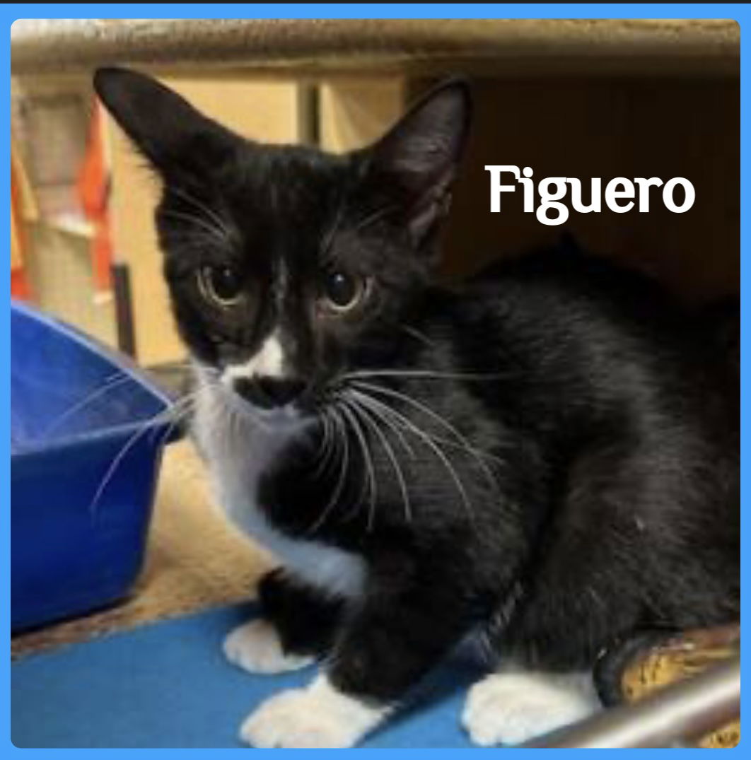 adoptable Cat in Lawton, OK named FIGUERO