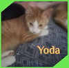 adoptable Cat in Lawton, OK named YODA