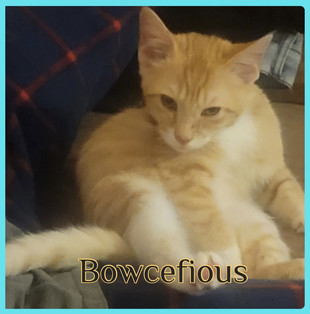 adoptable Cat in Lawton, OK named BOWCEFIOUS