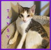 adoptable Cat in  named TANSY