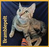 adoptable Cat in , OK named BRAMBLEPELT