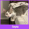 adoptable Cat in , OK named SEPIA