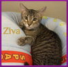 adoptable Cat in , OK named ZIVA