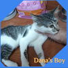 adoptable Cat in , OK named DANA’S BOY