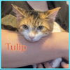 adoptable Cat in  named TULIP