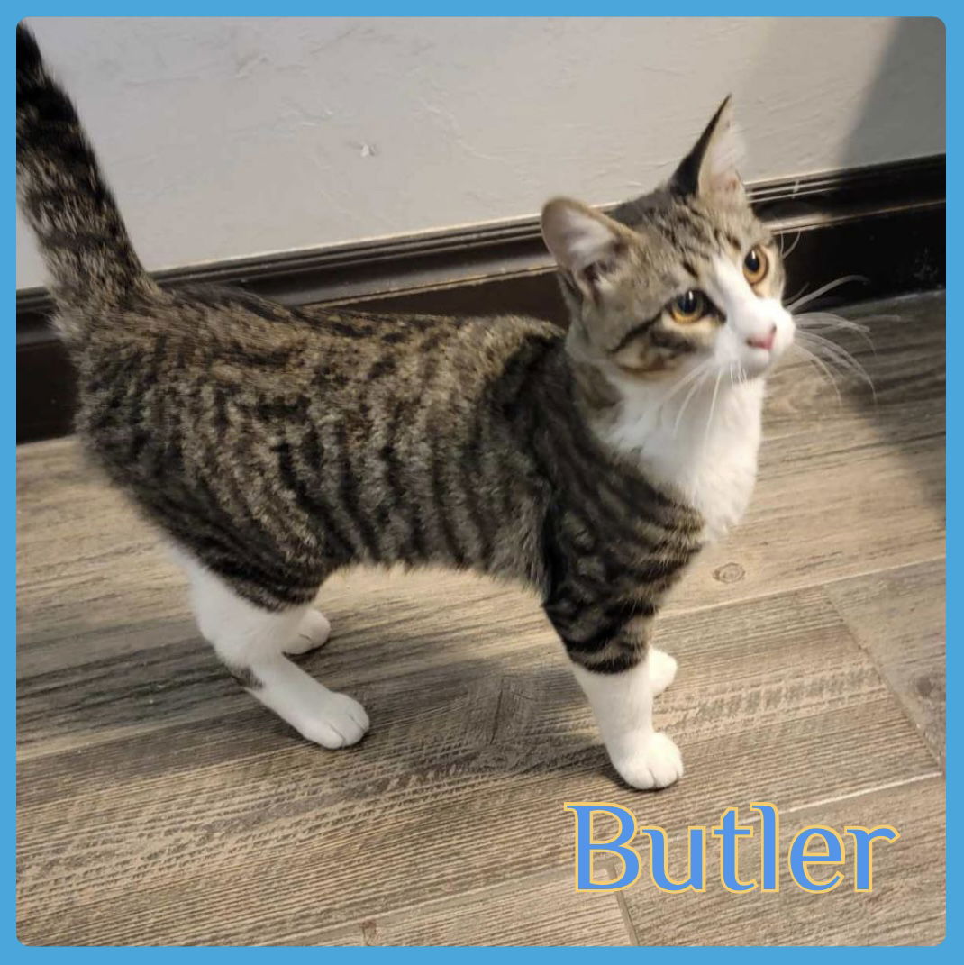 adoptable Cat in Lawton, OK named BUTLER