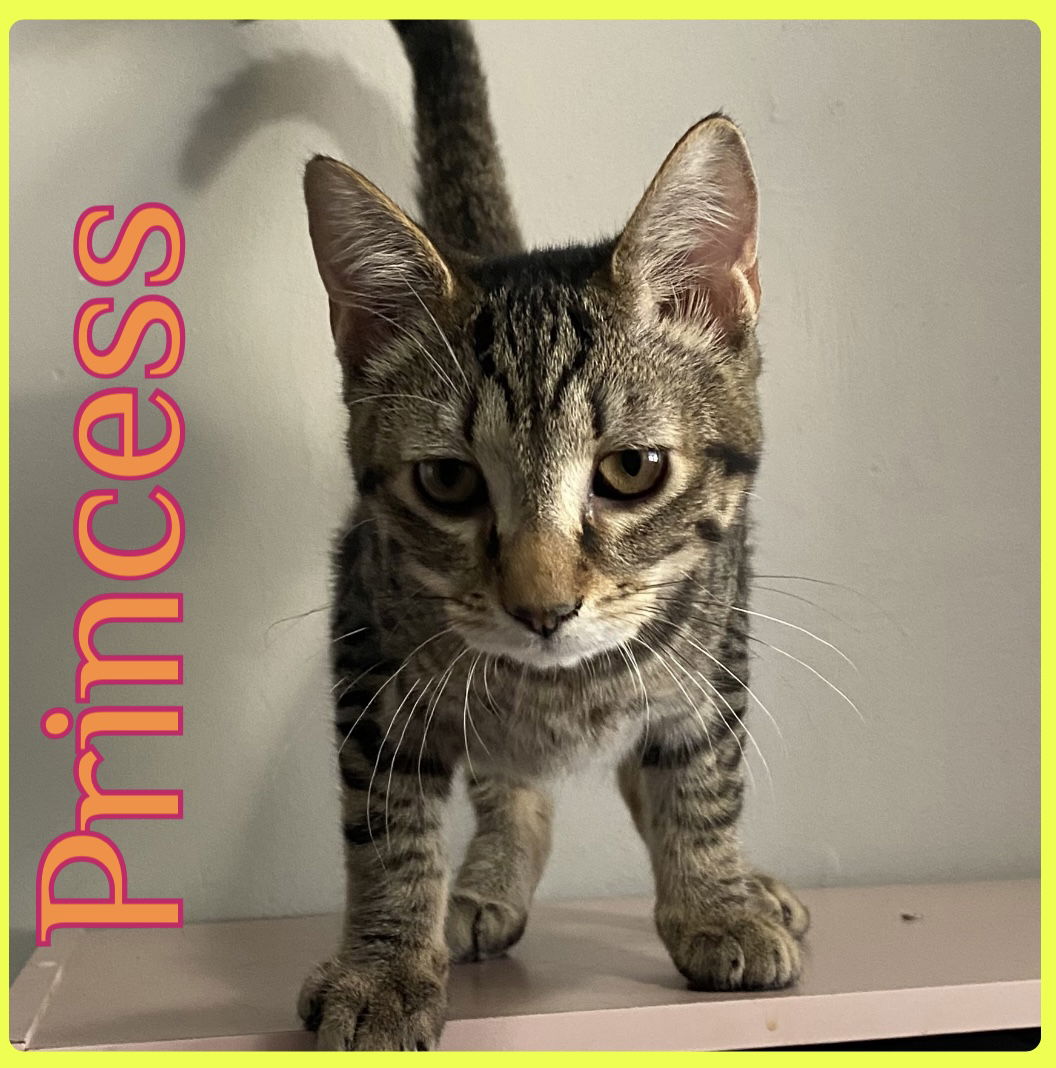 adoptable Cat in Lawton, OK named PRINCESS