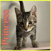 adoptable Cat in , OK named PRINCESS