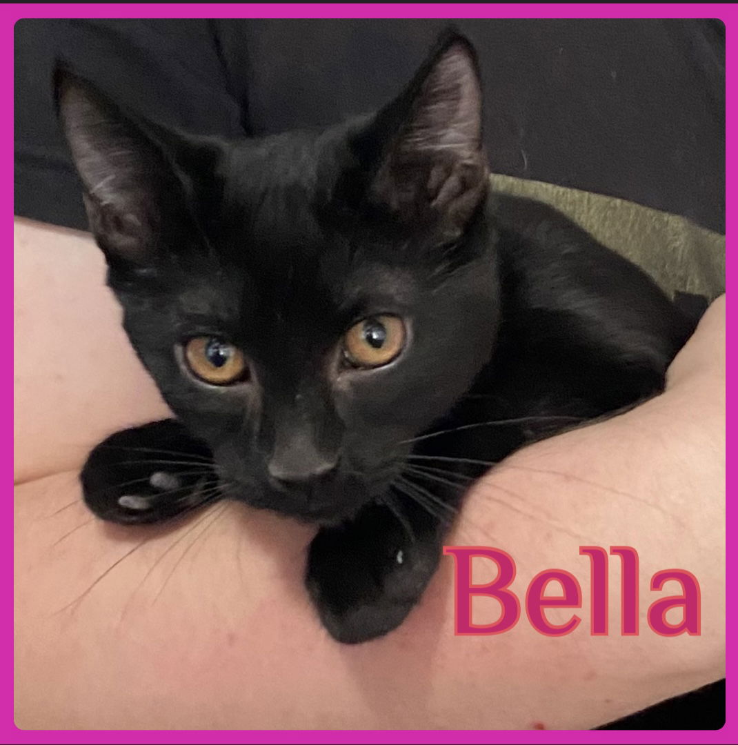 adoptable Cat in Lawton, OK named BELLA