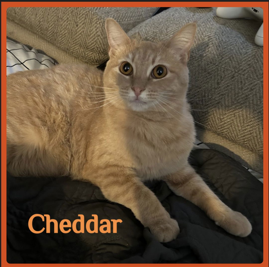 adoptable Cat in Lawton, OK named CHEDDAR