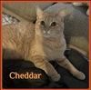 adoptable Cat in  named CHEDDAR