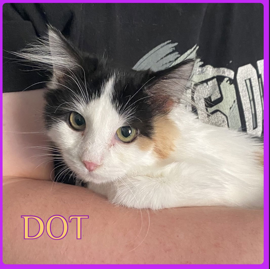 adoptable Cat in Lawton, OK named DOT