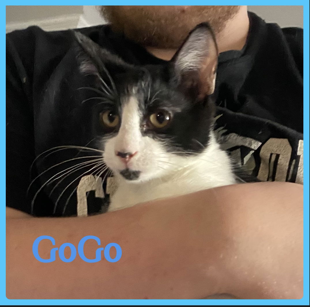 adoptable Cat in Lawton, OK named GOGO