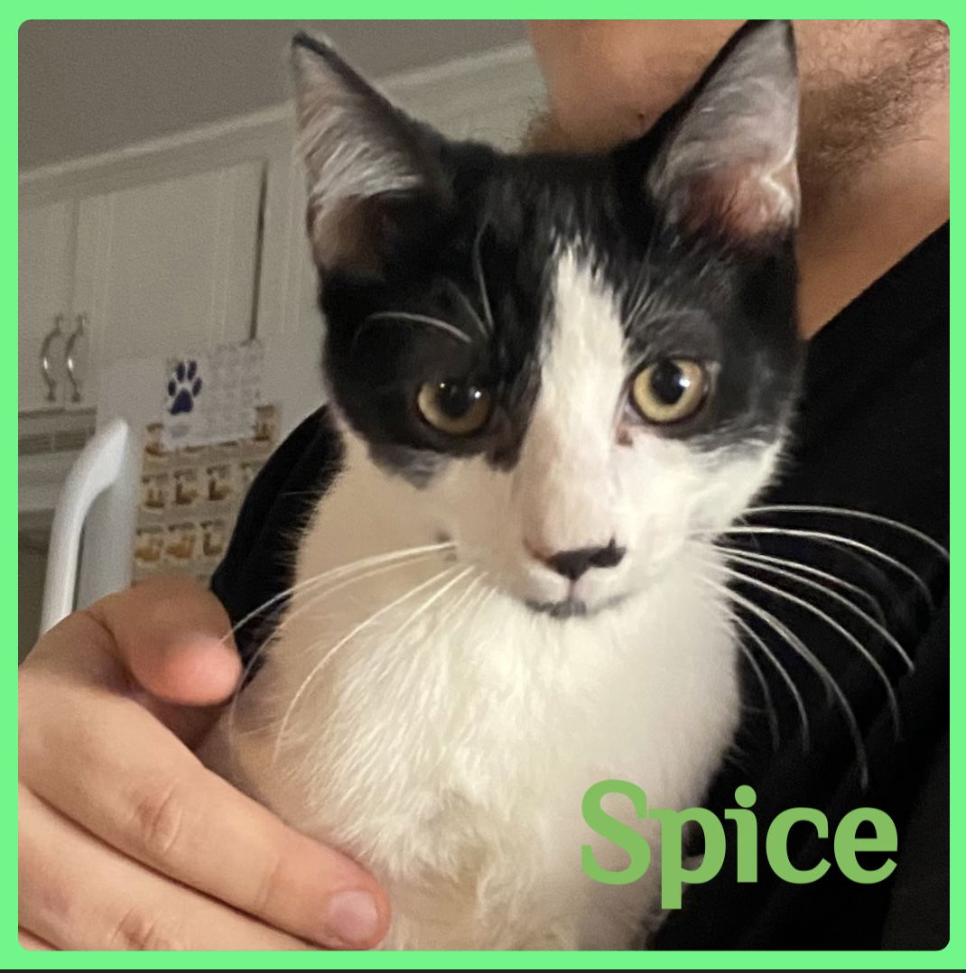 adoptable Cat in Lawton, OK named SPICE