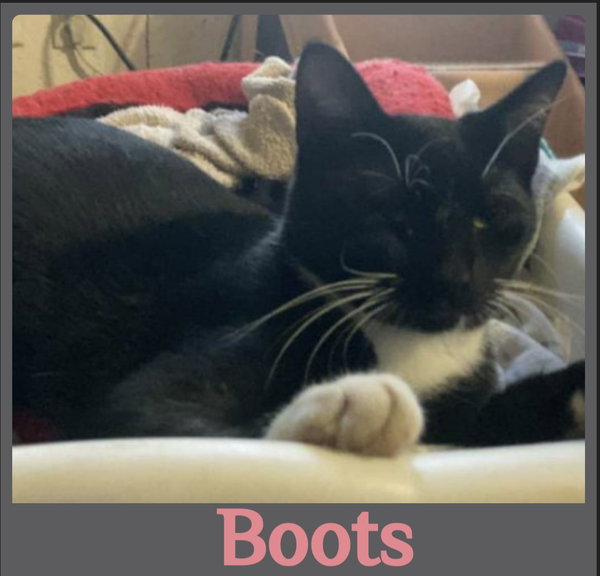 BOOTS