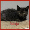 adoptable Cat in Lawton, OK named NINjA