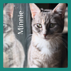 adoptable Cat in Lawton, OK named MINNIE