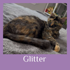 adoptable Cat in  named GLITTER