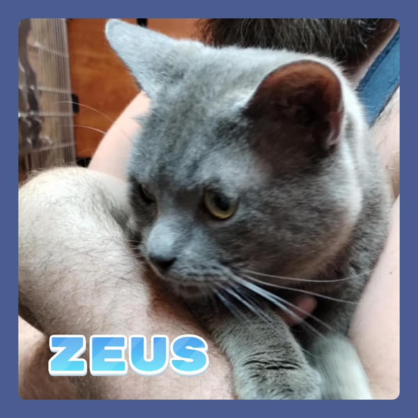 ZEUS
